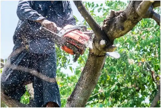 tree services North Troy